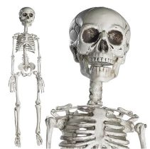 30 inches skeleton