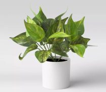 Artificial Plant