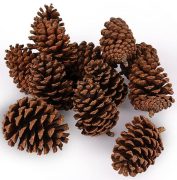 natural pine cones