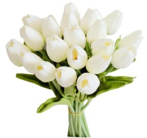 white tulips